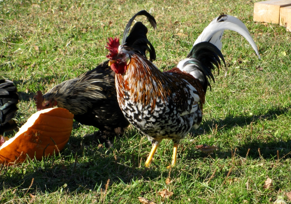 hand raised farm animals 