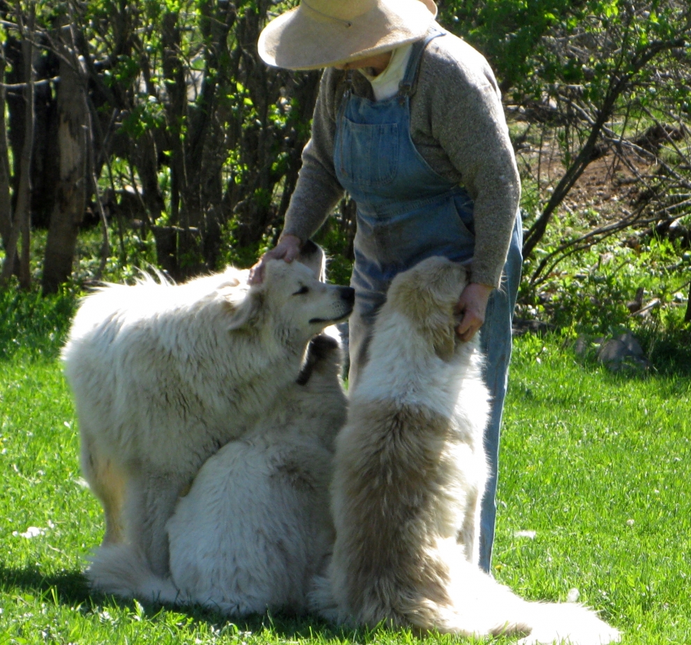 sheep guard dogs 